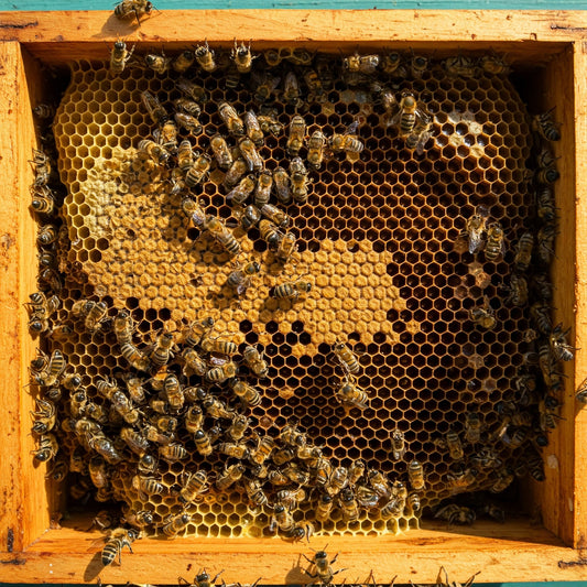 Propolis: Nature’s Powerful Protector from the Hive